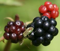 Brombeeren-2.jpg